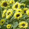 Helianthus (tournesol) Garden Statement