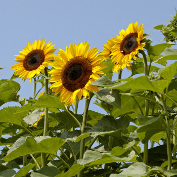 Tournesol (Helianthus) Titan extra-tall