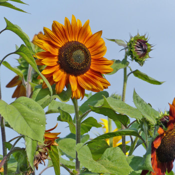 Tournesol (Helianthus) Velvet Queen