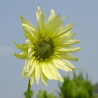 Helianthus (tournesol) Italian Green Heart