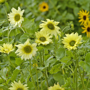 Tournesol (Helianthus) Italian Green Heart