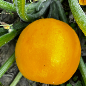 Courgette ronde Sun Ball F1