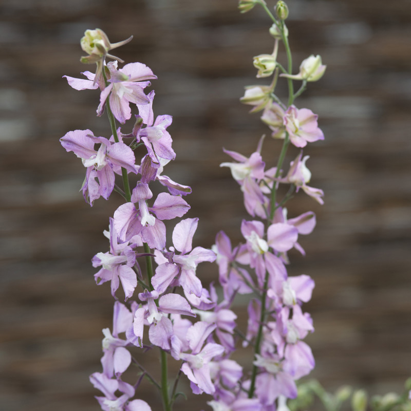 Pied d'alouette annuel Fancy Belladonna