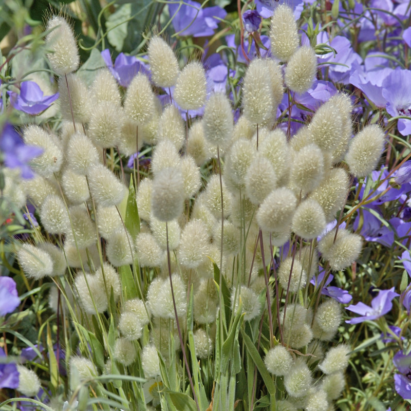 Queue-de-Lièvre Bunny Tails