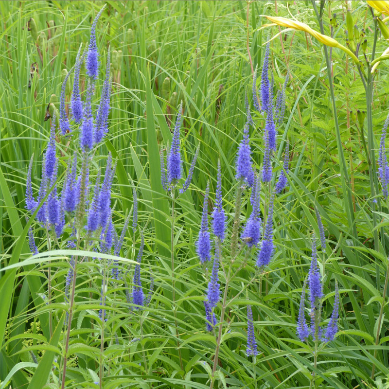 Véronique à longues feuilles