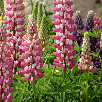 Lupin de Russel La Châtelaine