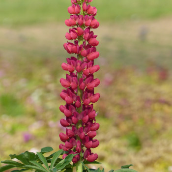 Lupin de Russel Mon Château