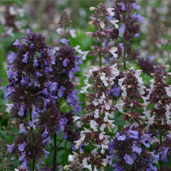 Nepeta Border Ballet