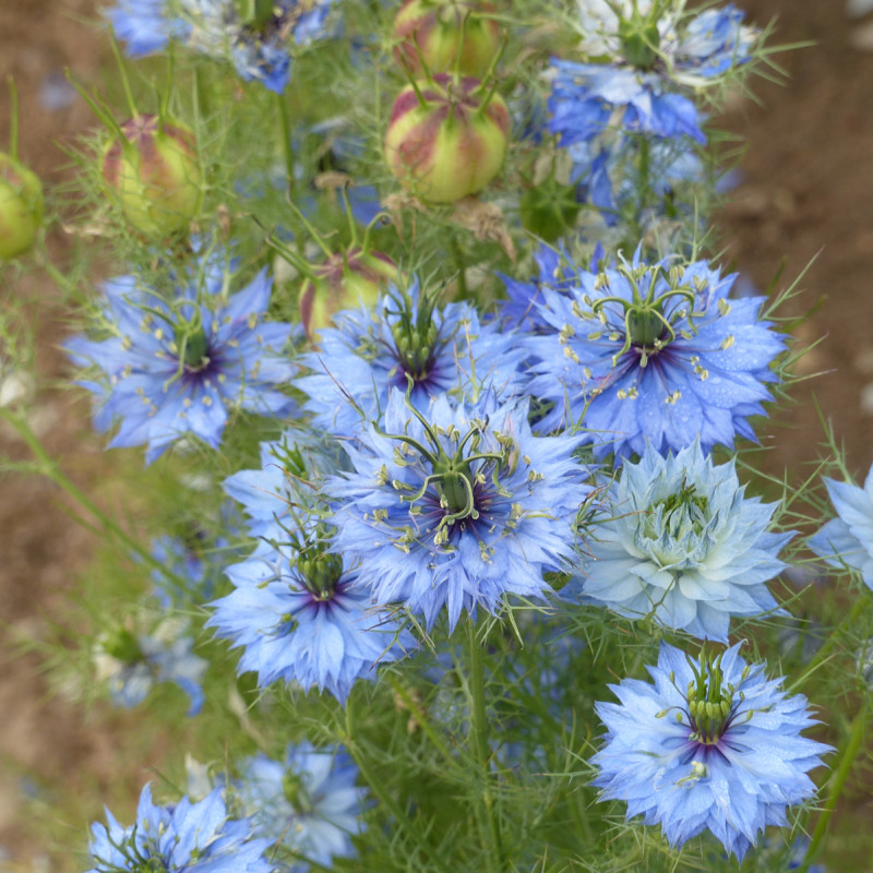 Nigelle de Damas Miss Jekyll Sky Blue