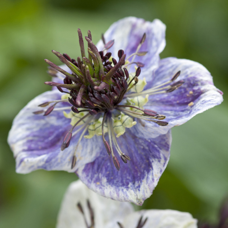 Nigelle d'Espagne Delft Blue