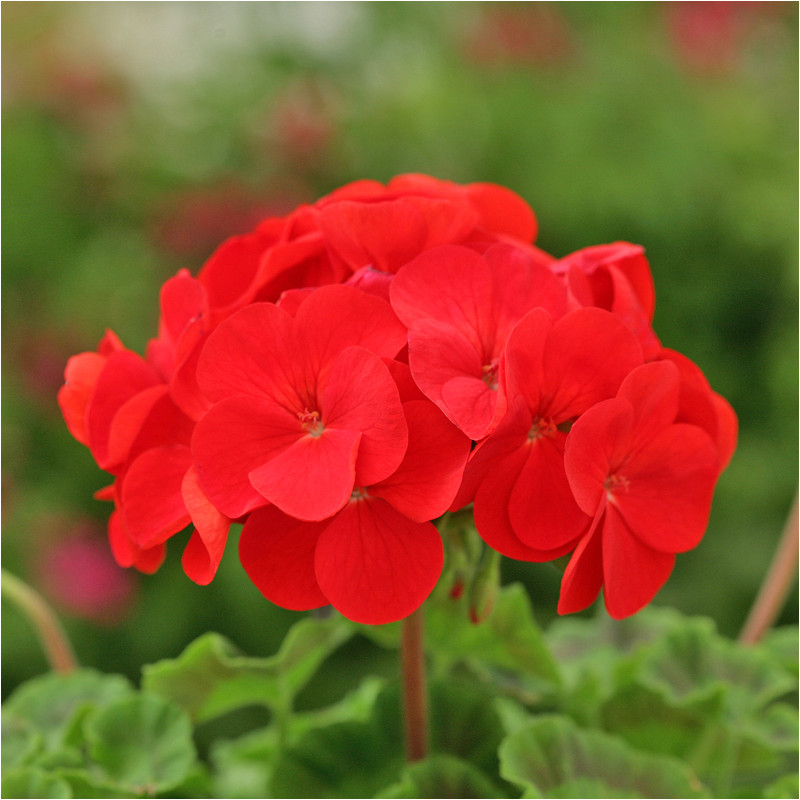 Géranium Dancer Red