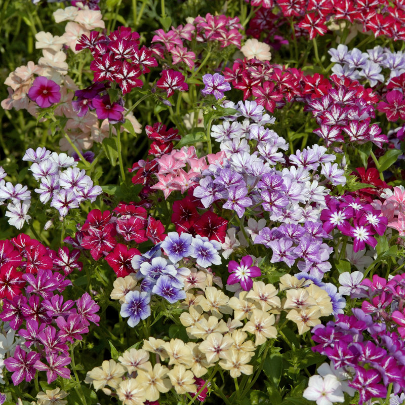 Phlox Starry Eyes