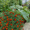 Tagetes (oeillet d'Inde) Konstance