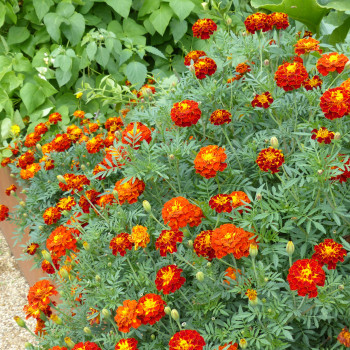 Tagetes (oeillet d'Inde) Konstance