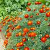 Tagetes (oeillet d'Inde) Konstance