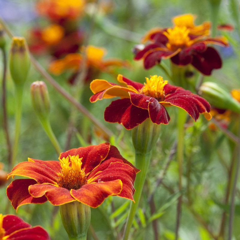 Oeillet d'Inde haut Linnaeus Burning Embers