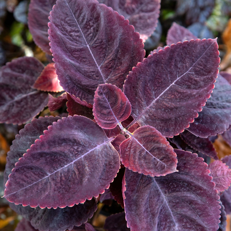 Coleus Mezmerize®​ Rusty Red (graines enrobées)