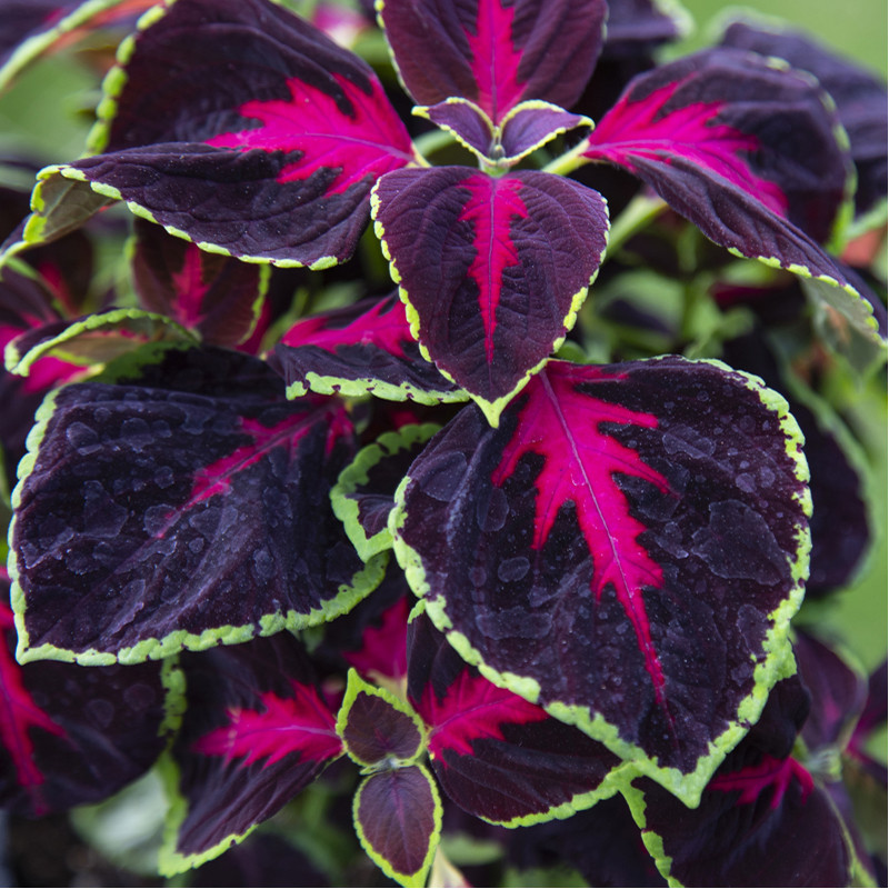 Coleus Mezmerize®​ Chocolate Rose (Gr. enrobées)