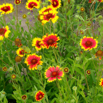 Gaillarde à grandes fleurs en mélange