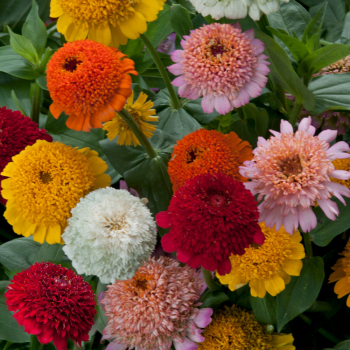 Zinnia à fleur de scabieuse Cresto! en mélange