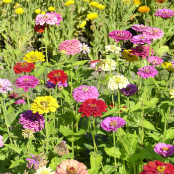 Zinnia à fleurs de dahlia Extra en mélange