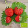 Plant de fraisier Bio Favette  (x 6 godets)