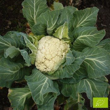 Chou-fleur Tardif d'Angers Bio