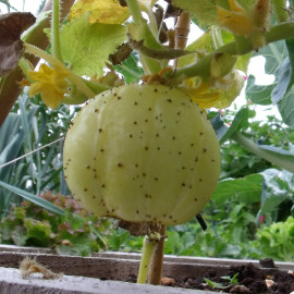 Plant de Concombre Lemon