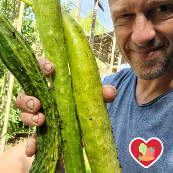 Plant de Concombre Vert long de Chine