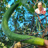 Plant de Concombre Vert long de Chine