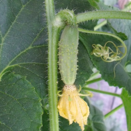 Plant de Cornichon vert petit de Paris