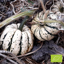 Courge Sweet Dumpling (Patidou) Bio