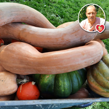 Plant de Courge Longue de Nice