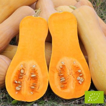 Courge Butternut Bio