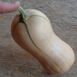 Courge Butterbush