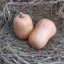 Plant de Courge Butterbush