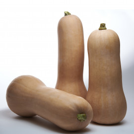 Courge butternut Titan F1