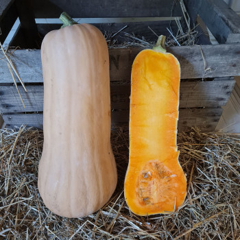 Plant de Courge butternut Titan F1