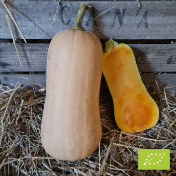 Plant de Courge butternut Trevor F1 Bio