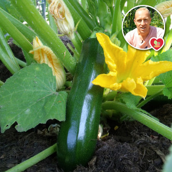 Plant de Courgette Black Beauty