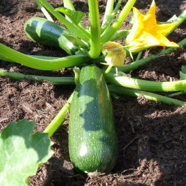 Plant de Courgette Ambassador F1