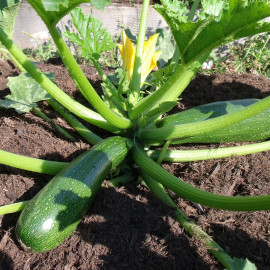 Courgette Ambassador F1