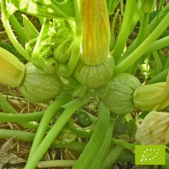 Plant de Courgette Ronde de Nice Bio