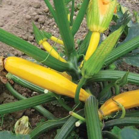 Courgette Atena Polka F1