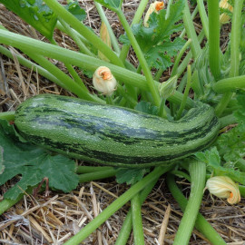 Courgette Nimba