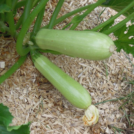 Courgette Blanche de Trieste