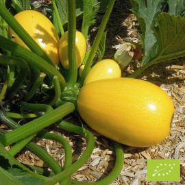 Plant de Courgette Luneor F1 Bio