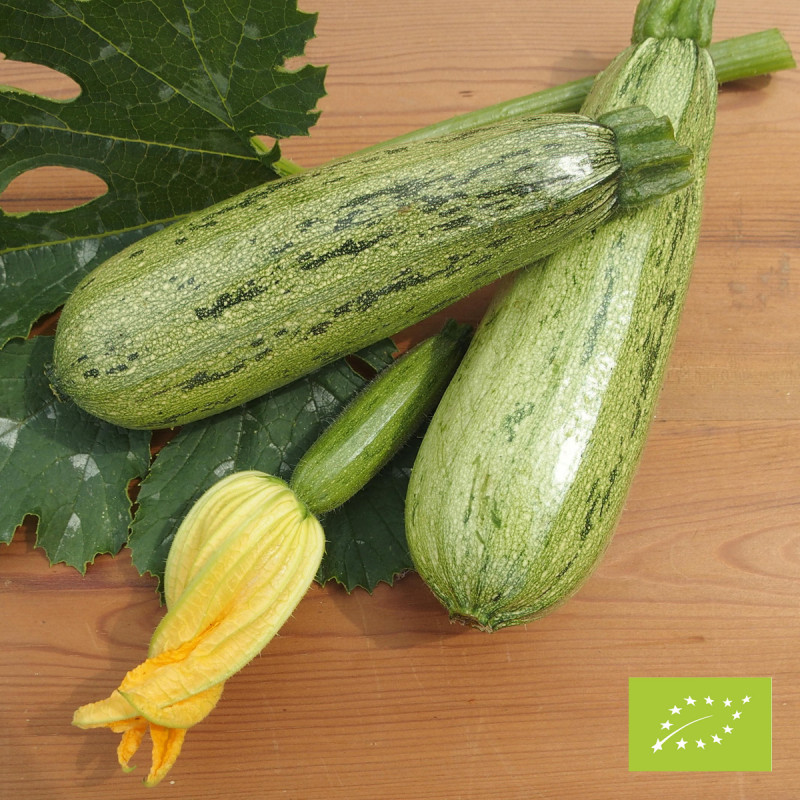 Courgette Caserta Bio