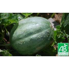 Melon Vieille France Bio