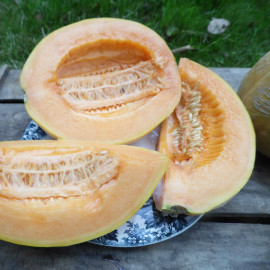 Melon Vieille France Bio